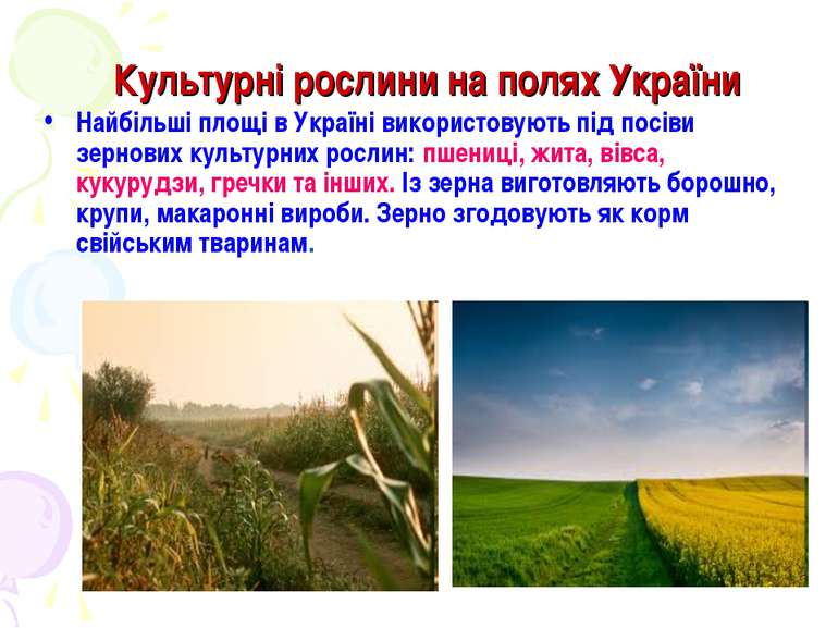 Культурні рослини на полях України Найбільші площі в Україні використовують п...