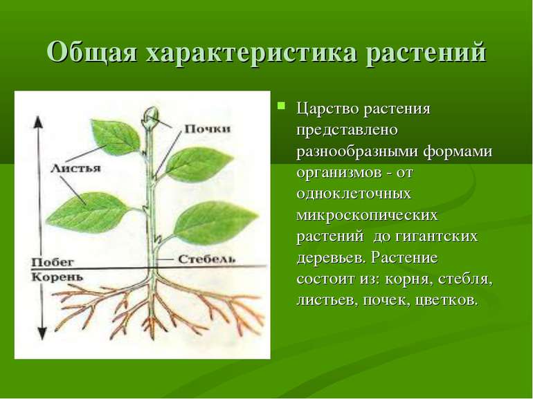 Общая характеристика растений Царство растения представлено разнообразными фо...