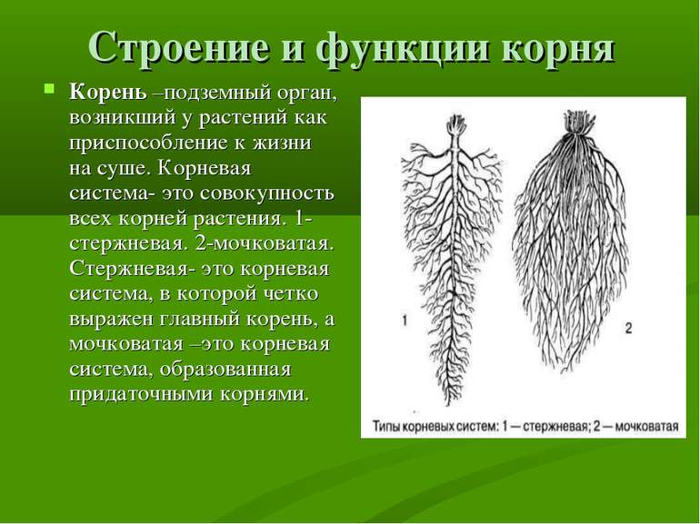 Строение и функции корня Корень –подземный орган, возникший у растений как пр...