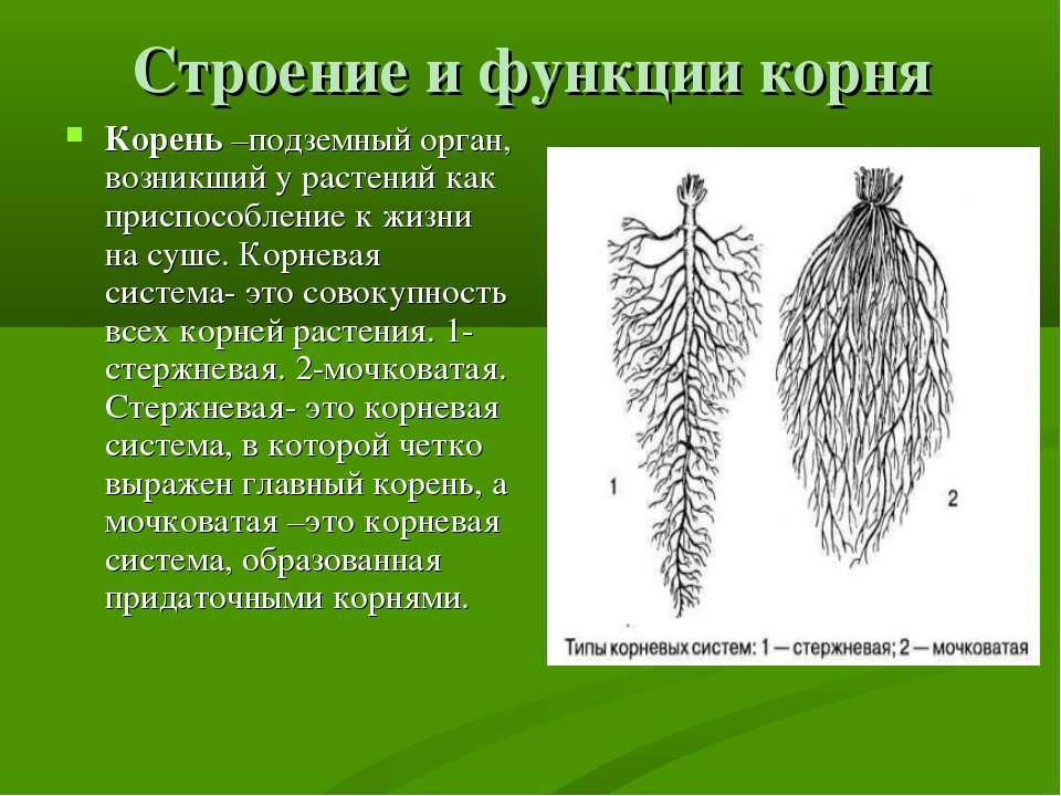 Корень растений строение корня функции