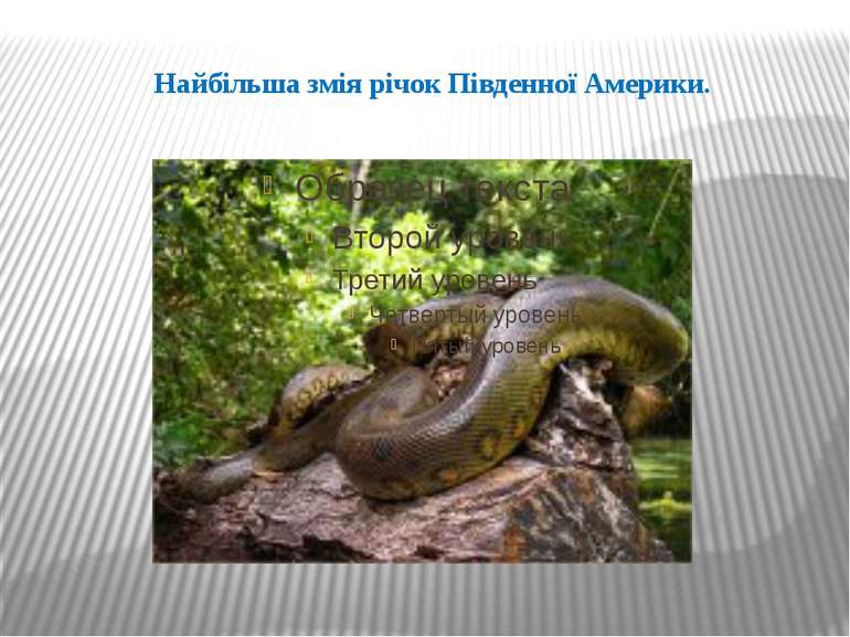 Найбільша змія річок Південної Америки.