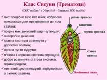 * 4000 видів ( в Україні - близько 600 видів) Печінковий сисун листоподібне т...