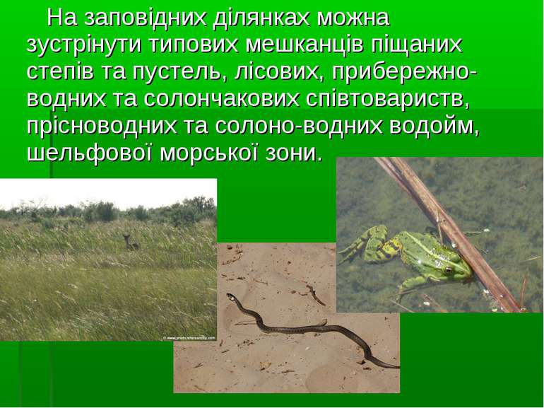 На заповідних ділянках можна зустрінути типових мешканців піщаних степів та п...