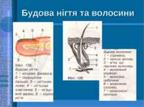 Будова нігтя та волосини