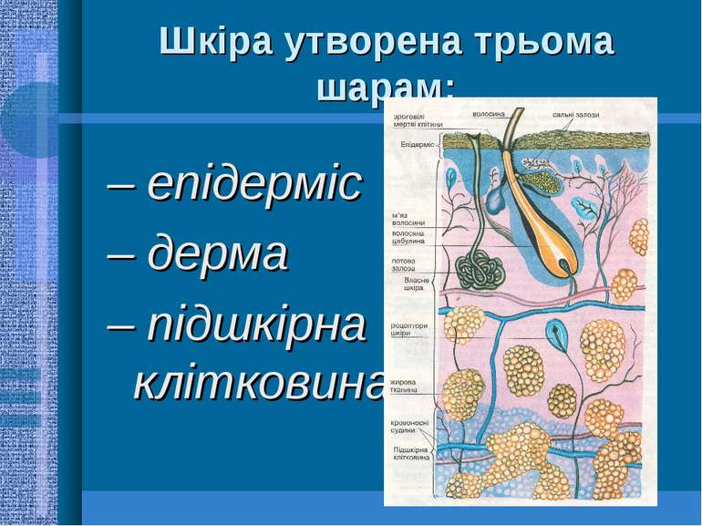 Шкіра утворена трьома шарам: – епідерміс – дерма – підшкірна клітковина