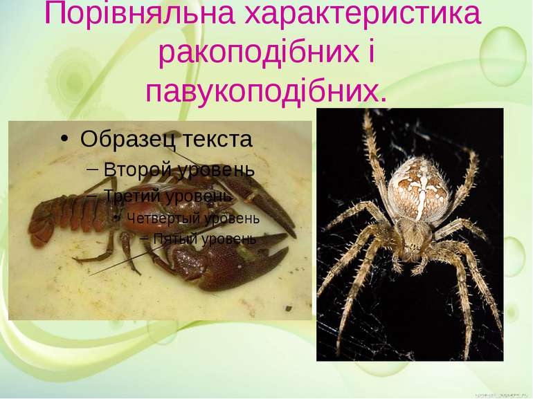 Порівняльна характеристика ракоподібних і павукоподібних.