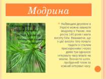 Модрина Найвищим деревом в Україні можна вважати модрину в Рахові, яка росла ...