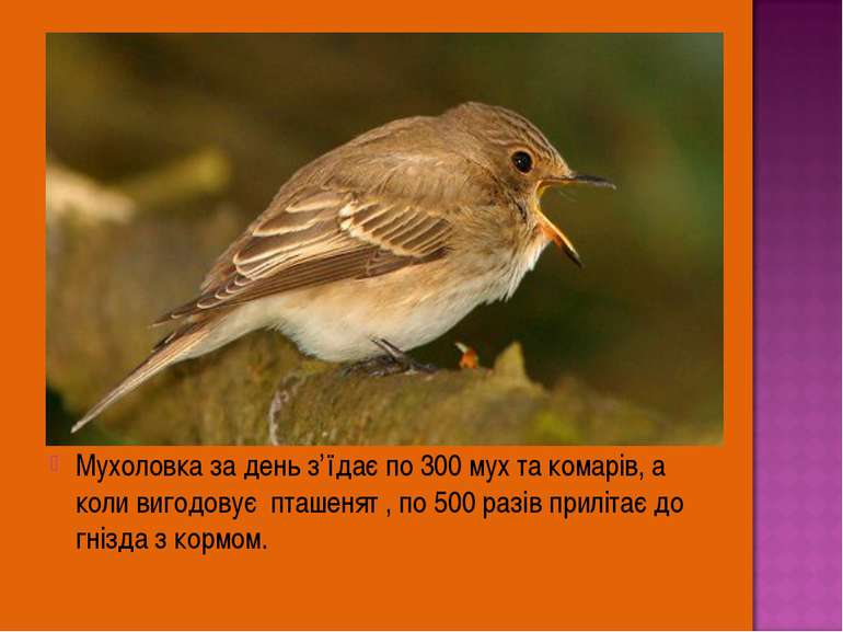 Мухоловка за день з’їдає по 300 мух та комарів, а коли вигодовує пташенят , п...