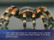 Один з видів павуків будує пліт, щоб плавати по воді, а люковий павук ловить ...