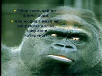 Гібон схильний до прямої ходи. Але жодна з мавп не випрямляє коліна, тому вон...