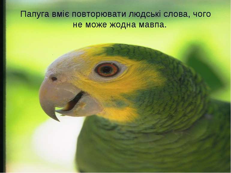 Папуга вміє повторювати людські слова, чого не може жодна мавпа.