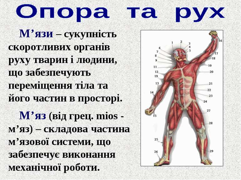 Опорно-рухова система людини - презентація з біології