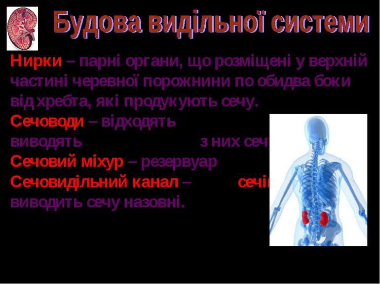 Нирки – парні органи, що розміщені у верхній частині черевної порожнини по об...