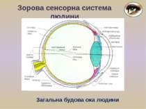 Зорова сенсорна система людини Загальна будова ока людини