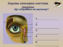 Що зображено на малюнку? Зорова сенсорна система людини 1._________________ 2...