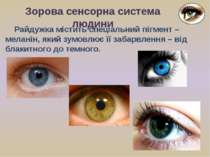 Зорова сенсорна система людини Райдужка містить спеціальний пігмент – меланін...