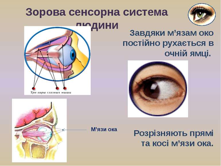 Завдяки м’язам око постійно рухається в очній ямці. Зорова сенсорна система л...