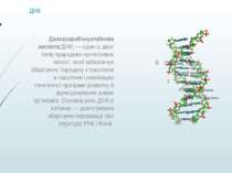 ДНК Дезоксирибонуклеїнова кислота(ДНК) — один із двох типів природних нуклеїн...