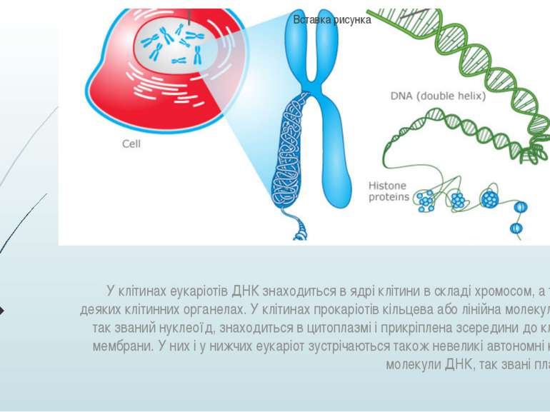 У клітинах еукаріотів ДНК знаходиться в ядрі клітини в складі хромосом, а так...