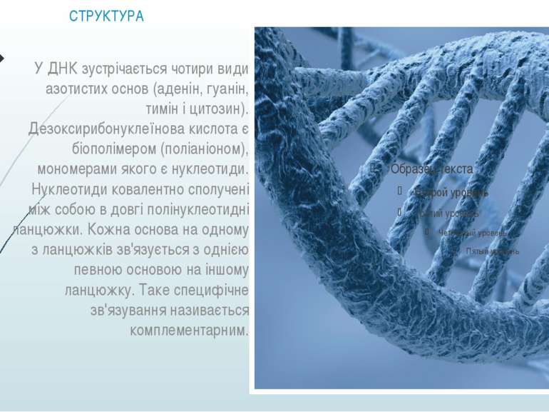 СТРУКТУРА У ДНК зустрічається чотири види азотистих основ (аденін, гуанін, ти...