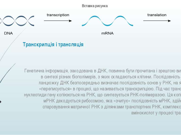 Транскрипція і трансляція Генетична інформація, закодована в ДНК, повинна бут...