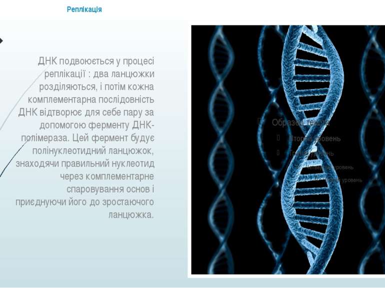 Реплікація ДНК подвоюється у процесі реплікації : два ланцюжки розділяються, ...