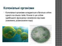 Колоніальні організми Колоніальні організми складаються з багатьох клітин одн...