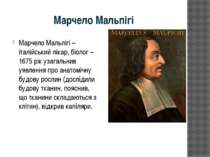 Марчело Мальпігі Марчело Мальпігі –італійський лікар, біолог – 1675 рік узага...