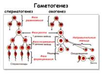 Фази гаметогенезу Гаметогенез підрозділяється на сперматогенез (процес утворе...