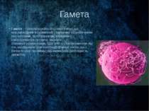 Гамета Гамета — спеціалізована статева клітина, що має гаплоїдний (половинний...