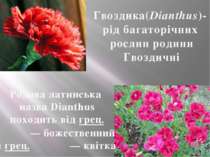 Гвоздика(Dianthus)- рід багаторічних рослин родини Гвоздичні Родова латинська...