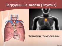 Загруднинна залоза (Thymus) Тимозин, тимопоетин