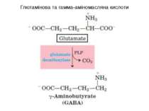 Глютамінова та гамма-аміномасляна кислоти