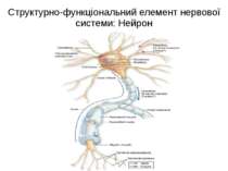 Структурно-функціональний елемент нервової системи: Нейрон