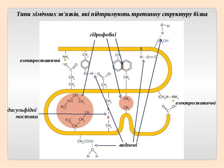 S S електростатичні гідрофобні дисульфідні мостики водневі Типи хімічних зв'я...