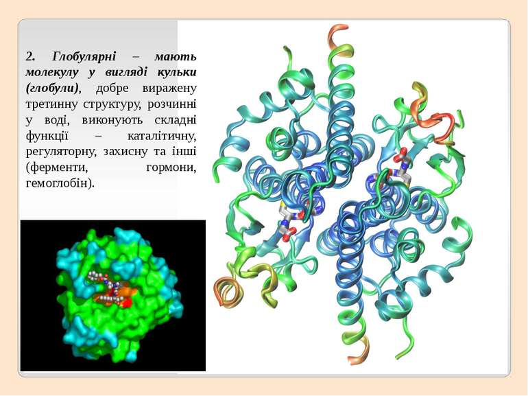 2. Глобулярні – мають молекулу у вигляді кульки (глобули), добре виражену тре...