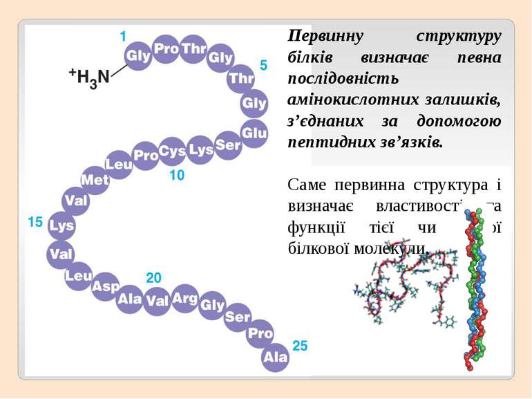 Первинну структуру білків визначає певна послідовність амінокислотних залишкі...