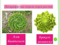Логарифмічна спіраль серед рослин Алоє багатолистий Броколi романеско