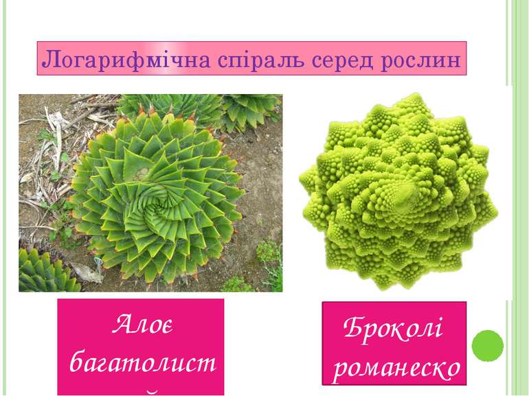 Логарифмічна спіраль серед рослин Алоє багатолистий Броколi романеско