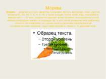 Морква Морква — дворічна рослина сімейства селерових. Містить вуглеводи, білк...