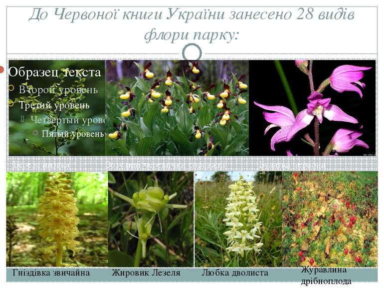 До Червоної книги України занесено 28 видів флори парку: Береза низька Зозули...