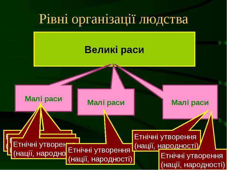 Рівні організації людства Великі раси Малі раси Етнічні утворення (нації, нар...