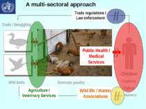 A multi-sectoral approach Trade / Smuggling Wild birds Domestic poultry Child...
