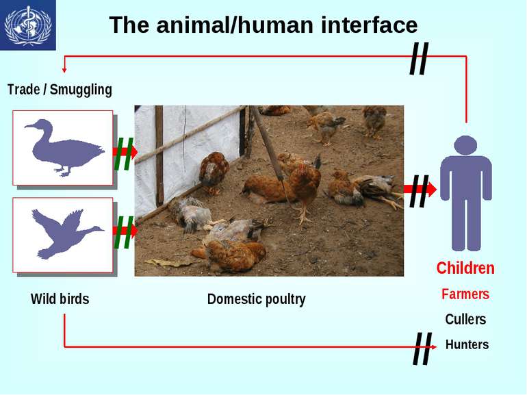 The animal/human interface // // // // //