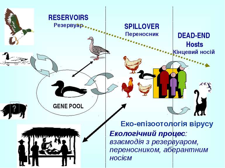 RESERVOIRS Резервуар Еко-епізоотологія вірусу Екологічний процес: взаємодія з...