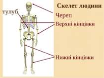 Скелет людини Череп Верхні кінцівки Нижні кінцівки тулуб