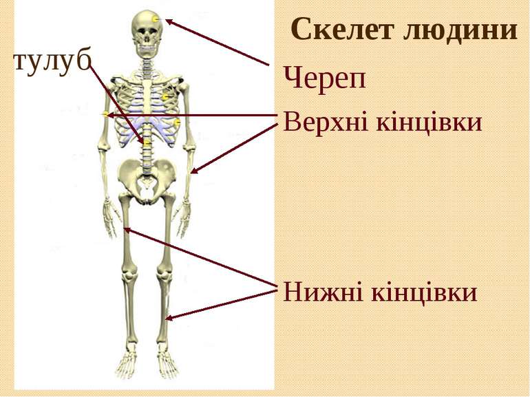 Скелет людини Череп Верхні кінцівки Нижні кінцівки тулуб