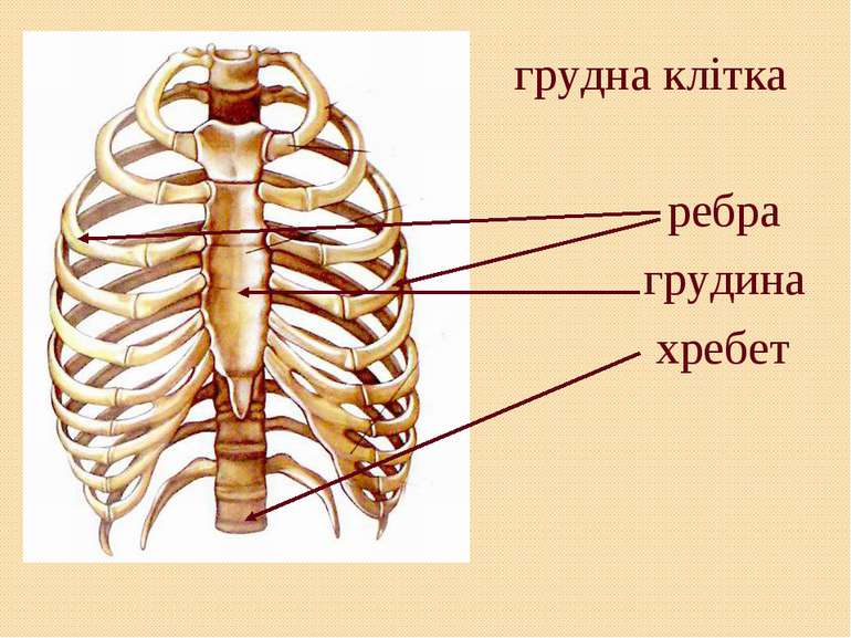 грудна клітка ребра грудина хребет