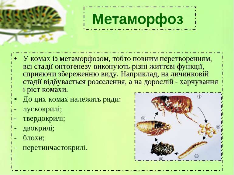 У комах із метаморфозом, тобто повним перетворенням, всі стадії онтогенезу ви...