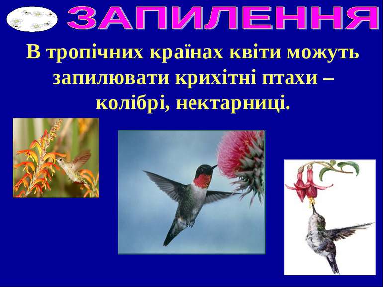 В тропічних країнах квіти можуть запилювати крихітні птахи – колібрі, нектарн...